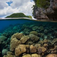 The effect of ocean warming on the behaviour and physiology of crown-of-thorns starfish (CoTS, Acanthaster cf. solaris), and impacts on prey corals.