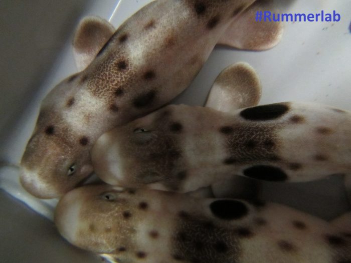 Newly hatched sharks cuddling. Credit: C.Gervais