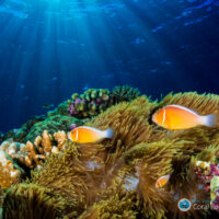 Watching coral reefs grow