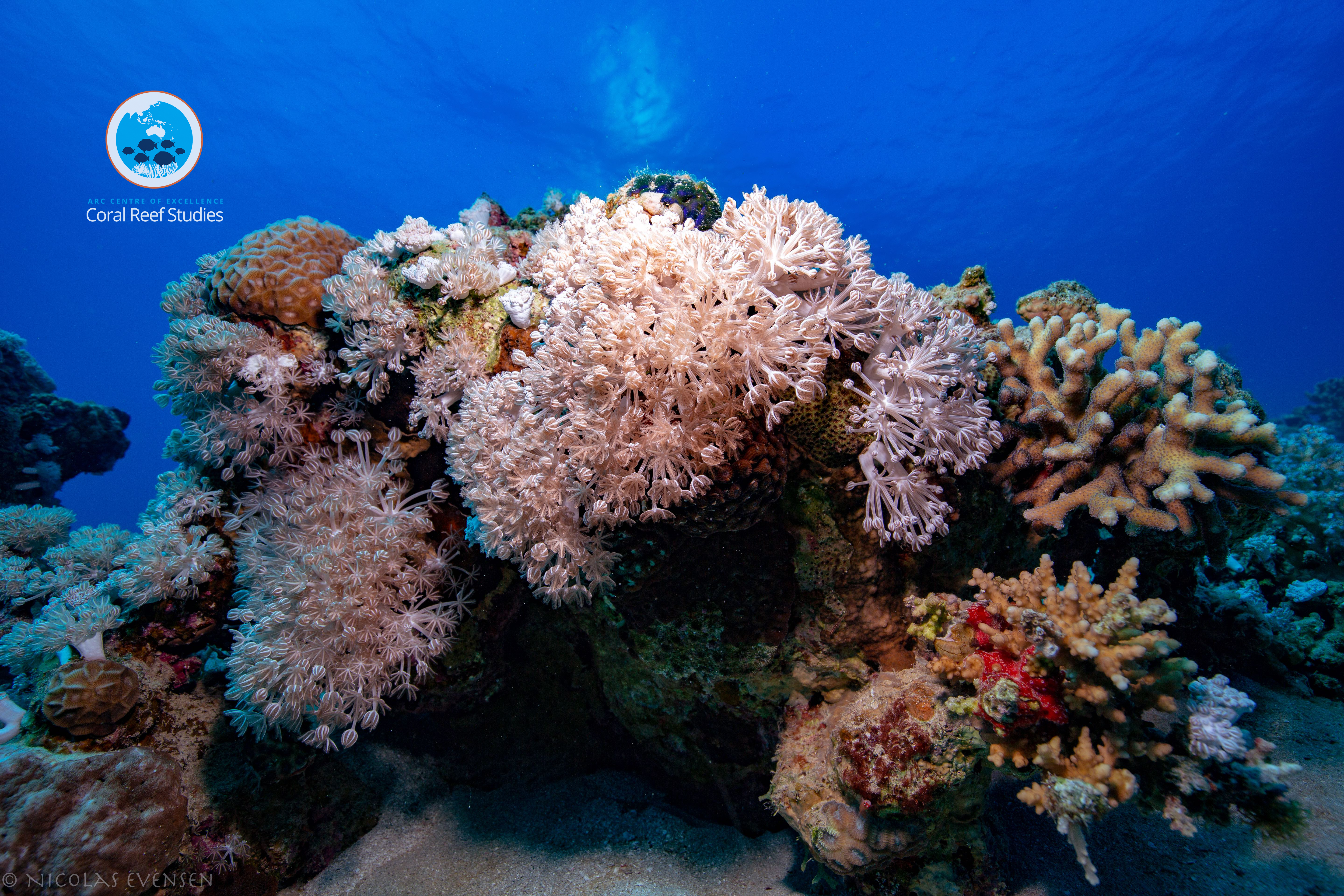 Concerns as development threatens reefs