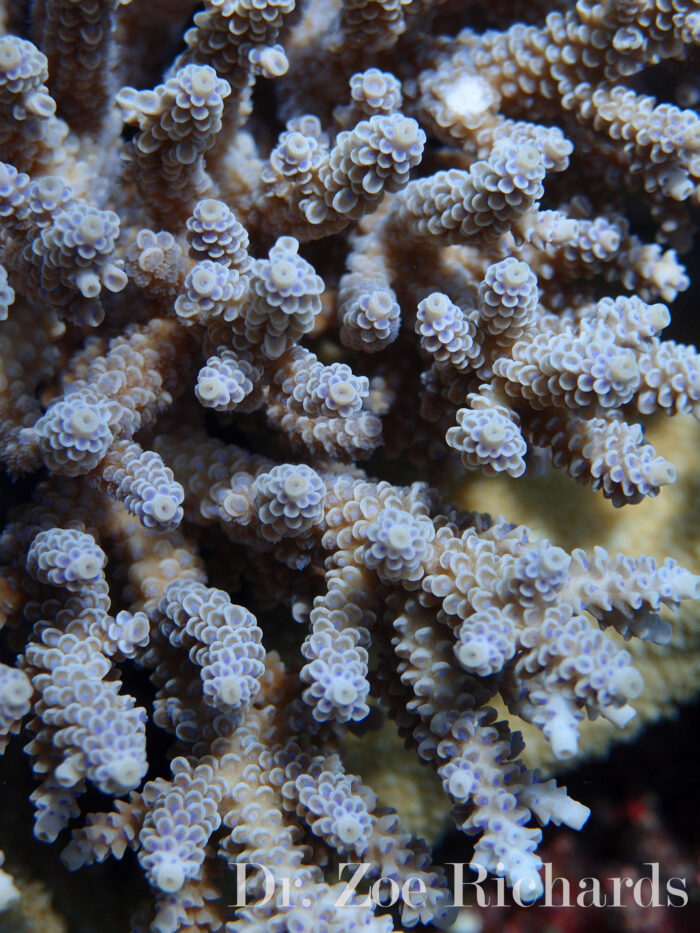 A blue morph of the coral Acropora tenuis, on Scott Reef off Western Australia. Scott Reef is part of an isolated reef system located approximately 250 km off the north west coast of Australia. Acropora tenuis is a common and widely distributed species, although the blue morph is relatively rare. In the associated article, Mohamed et al. demonstrate that infection of A. tenuis larvae with the native photosymbiont leads to extensive transcriptional changes on both sides of the interaction, and suggest that mutualism may already be established in coral larvae. Photo Credit: Dr. Zoe Richards