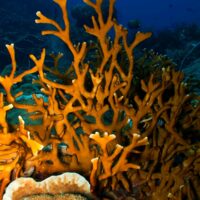 Genetic and environmental basis of microbiome composition in fire coral clones