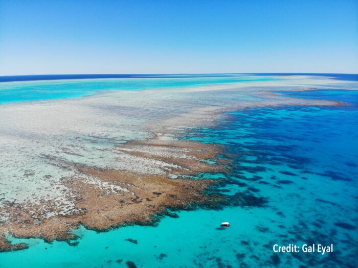 The assessment of Heron Reef reinforces the importance in using current, site-specific data to calculate biogenic net carbonate production, erosion, and dissolution. Image credit: Gal Eyal.