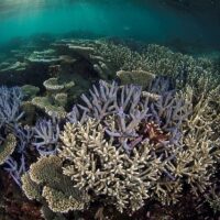 Revising coral systematics and biogeography, and why it matters for coral reef conservation