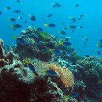 Ocean acidification on the Great Barrier Reef: the future is now