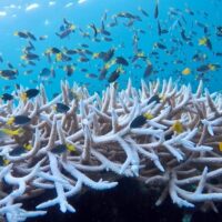 The performance of coral reef fishes under fluctuating elevated carbon dioxide conditions