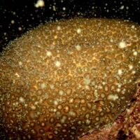 Forty years of coral spawning captured in one place for the first time