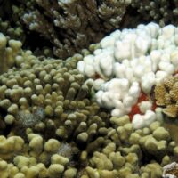 A genomic tale of two corals in a brave new world