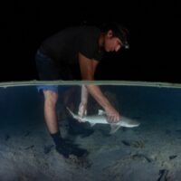 Insights into neonate reef sharks’ vulnerability to predation: a behavioural, physiological and ecological approach