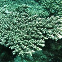 No evidence for tropicalization of coral assemblages in a subtropical climate change hot spot