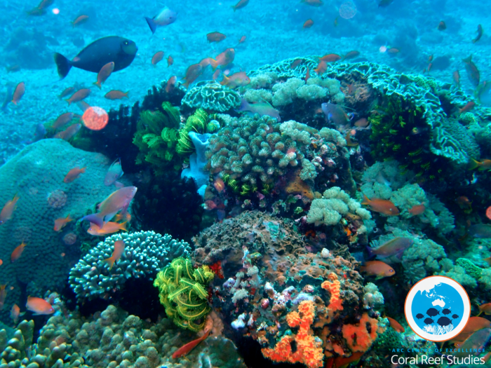 Example of biodiversity on a coral reef. Photo by Paula Cartwright. 