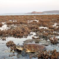 Using whole genome sequencing to identify signatures of recent selection, divergence and demographic change in populations of Acropora digitifera from North Western Australia