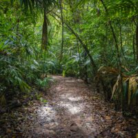 Rainforests: More than biodiversity