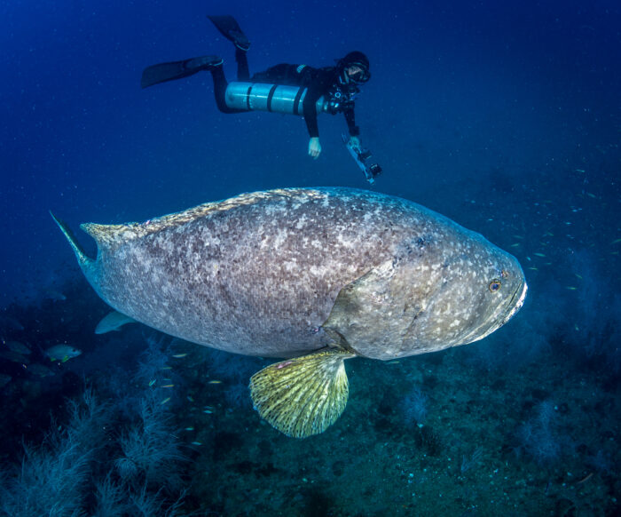 Erika Gess encounters a Giant Grouper while conducting surveys around Yongala. Credit: Matt Curnock.