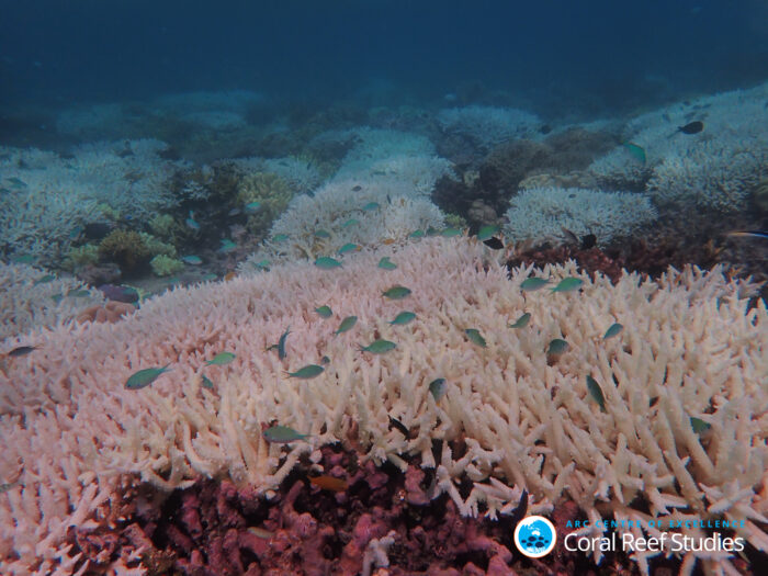 The Great Barrier Reef last bleached in early-2020, at the tail-end of the same hot summer that triggered massive bushfires in Australia. Photo: Morgan Pratchett / ARC Centre of Excellence for Coral Reef Studies.