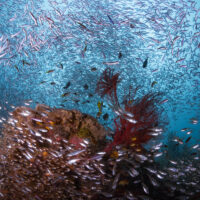 Plankton-eating fish drive fishing ‘sweet spots’