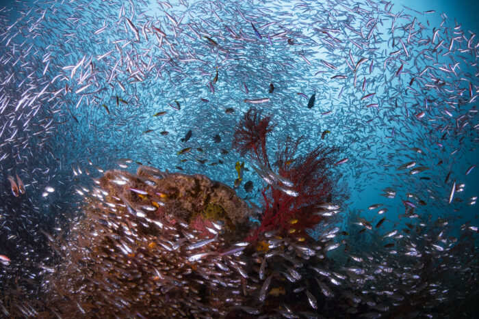 Fishing ‘sweet spots’ are driven by plankton-eating fish. They feast on ocean plankton that drift in from offshore, which fuels the biological productivity in the area. Photo © Emry Oxford.