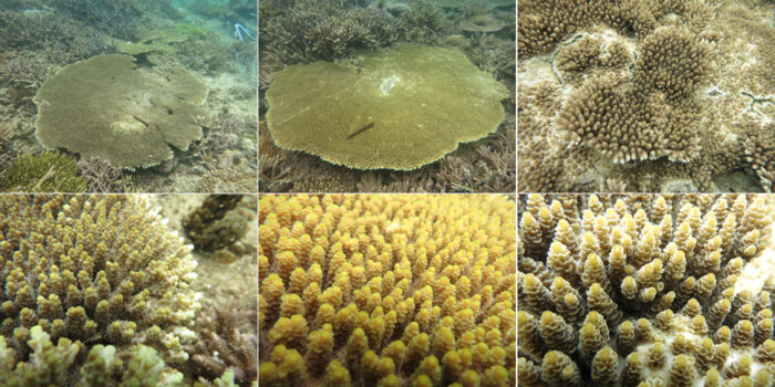 This image shows Acropora cf cytherea (left) A. aff hyacinthus (right) and A. cf bifurcata (middle). Before this study it was widely speculated that A. cf bifurcata was a hybrid of the other two species. It is instead its own species. Image credit: Andrew Baird.