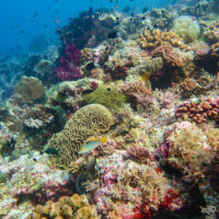 No escape as new data shows coral everywhere face catastrophe