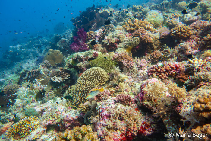 Coral reef in Indonesia. Photo credit: Maria Beger