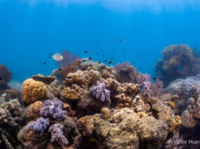 Fade to grey – fish communities become duller as coral reefs die