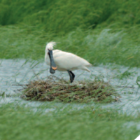 Behaviour and population responses to sea level rise by shorebirds