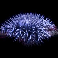 Controlling outbreaks of crown-of-thorns starfish to support the health and resilience of the Great Barrier Reef