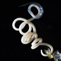 Population genomic approach to understanding microevolution of gutless-worm symbiosis