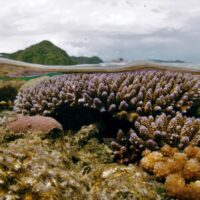 Exploring the heat tolerance of a common reef-building coral: variability, symbionts, and life history trade-offs