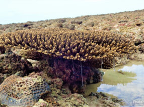 DNA reveals the past and future of coral reefs