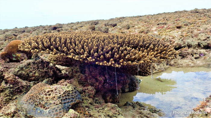 Protective mucous dripping of a coral colony exposed at low tide Beagle Reef. Photo by Zoe Richards