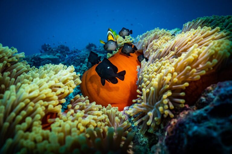 The Unlikely Partnership: What Clownfish and Anemones Taught Me About Survival