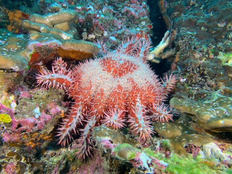 The Slow Plague: Crown-of-Thorns Starfish and the Reefs They Consume