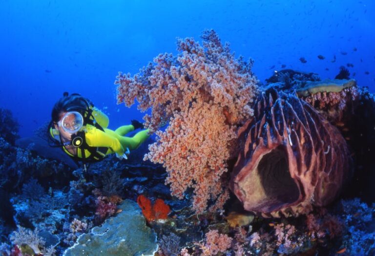 Beyond the Barrier: Diving the Remote Reefs of the Coral Sea