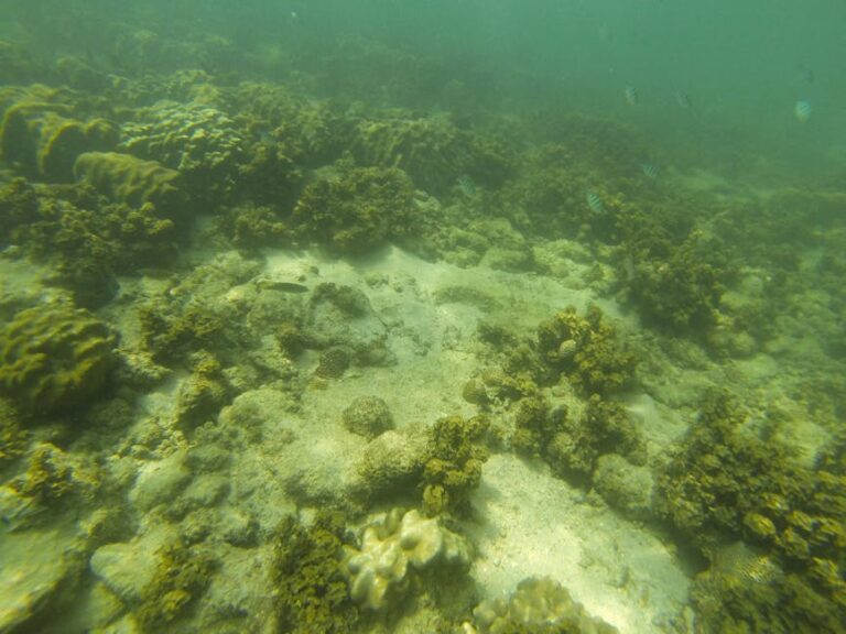 Learning to See: How to Read a Coral Reef While Snorkelling