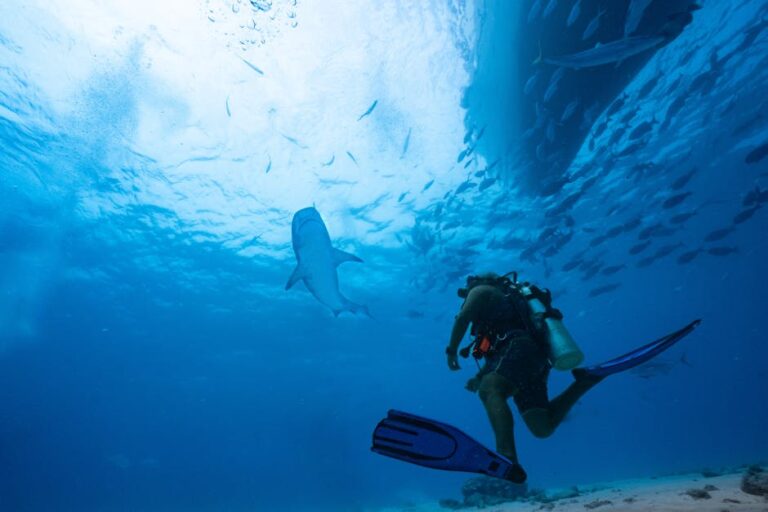 The Misunderstood Predator: What Sharks Actually Are