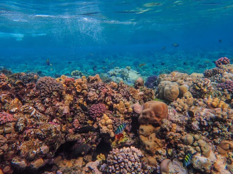 Reef Tourism That Gives Back: A Sustainable Travel Guide