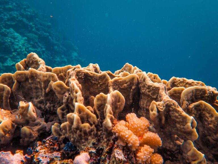 Osprey, Bougainville, Holmes: The Complete Coral Sea Liveaboard Guide