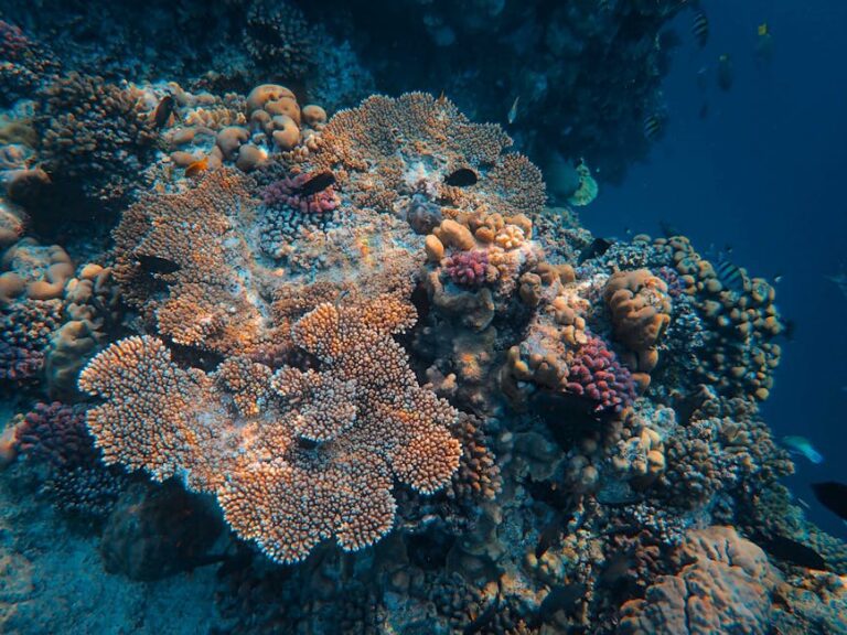 I Planted Coral: What Reef Restoration Actually Involves