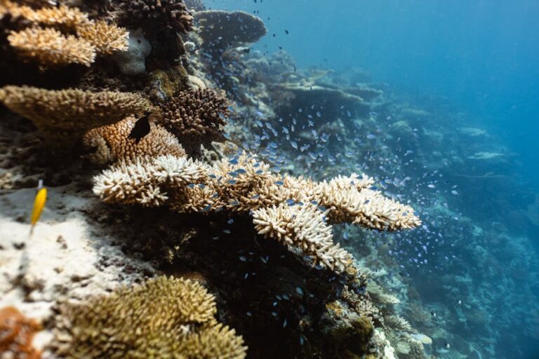 Before and After: What Coral Bleaching Actually Looks Like Underwater