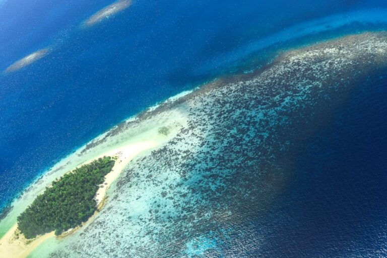 Living on the Reef: Diving and Turtles at Heron Island