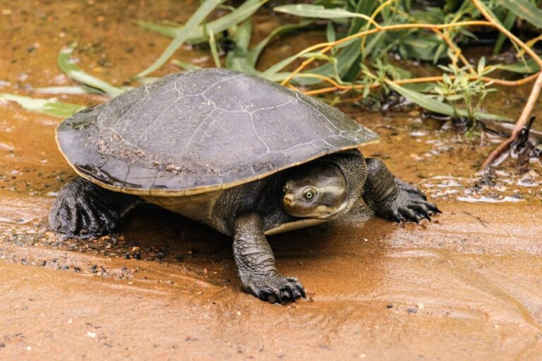 Queensland Wildlife: A Field Guide to Finding the Extraordinary