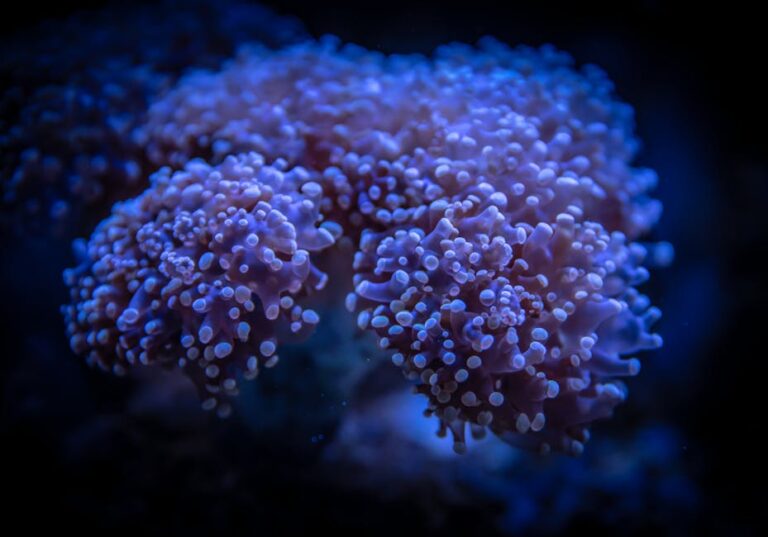 Look Up: Dark Sky Stargazing Above the Great Barrier Reef