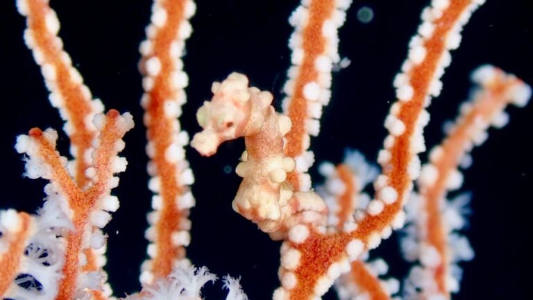 The Seahorse's Secret: Why the Ocean's Most Improbable Fish Captivates Everyone