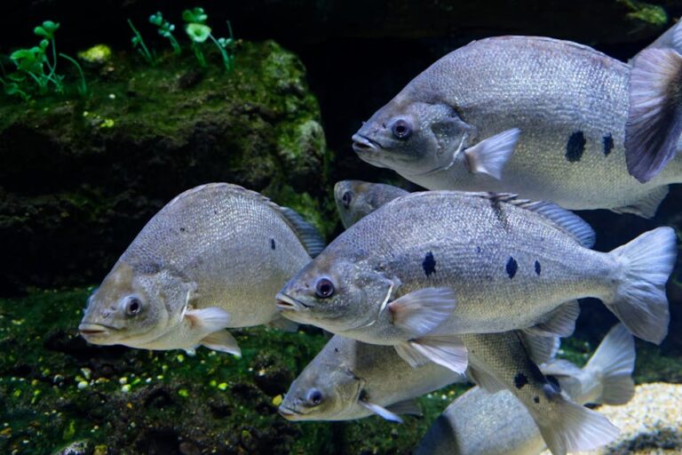 Day Trips to the Great Barrier Reef: An Honest Operator Guide