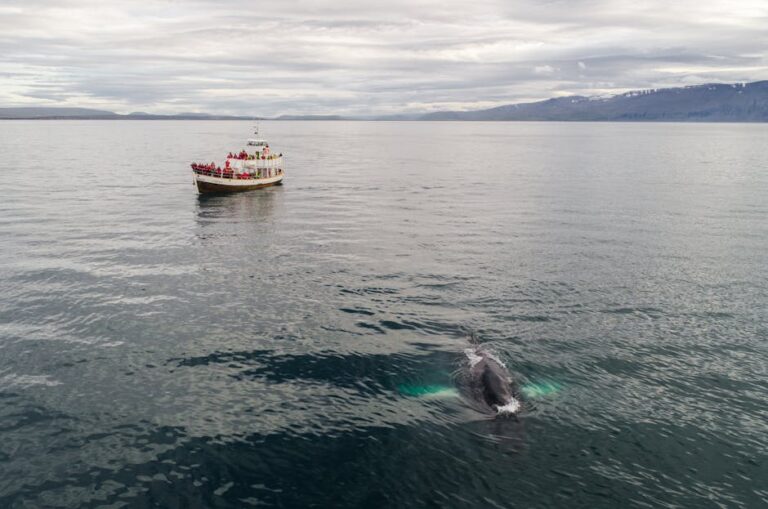 The Whale That Came to the Boat: Hervey Bay's Humpback Season