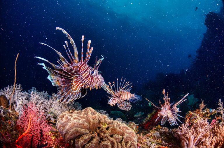 Raja Ampat and Komodo: Liveaboard Diving in the Coral Triangle