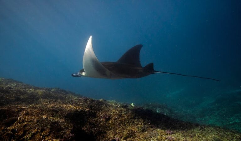 Dancing with Giants: A Diver's Guide to Manta Rays