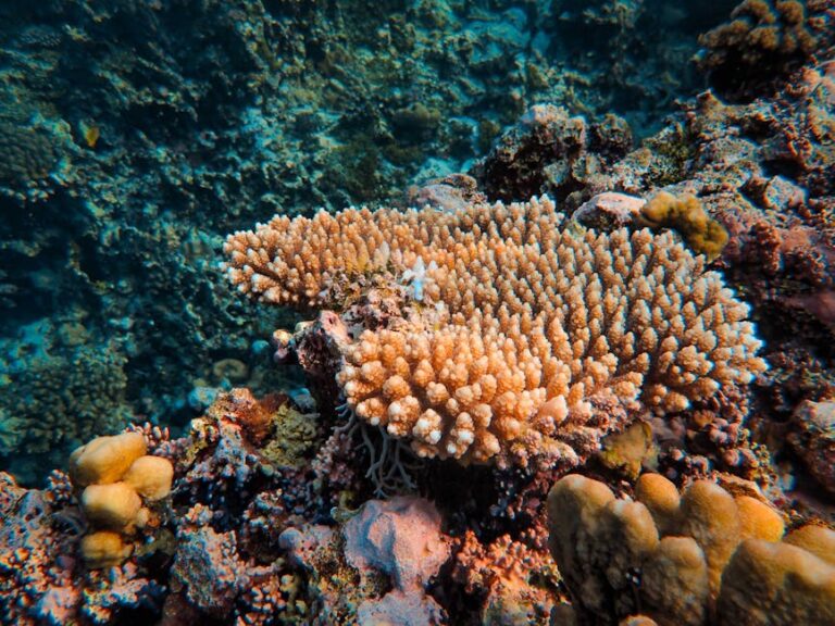 How Coral Reefs Form: The Architecture of the Living World