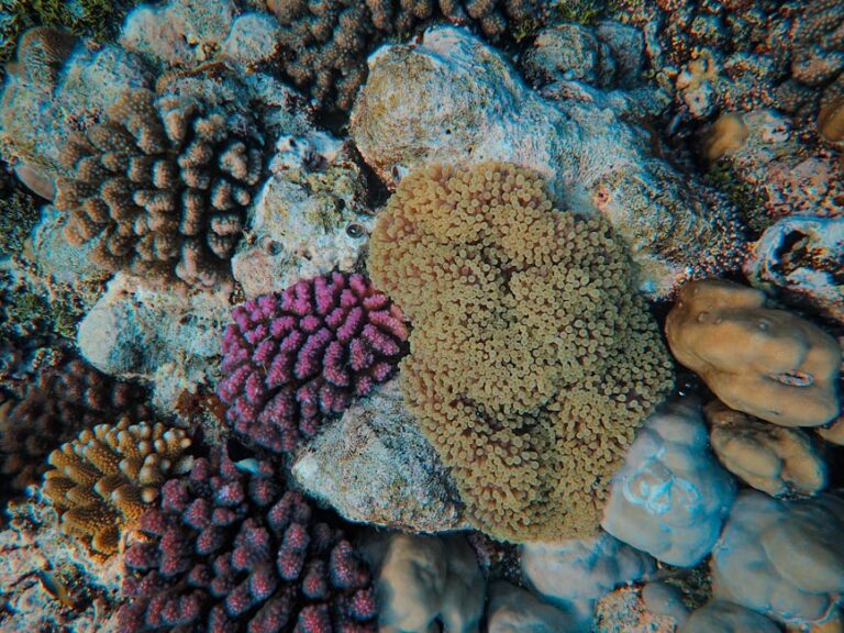 Heron Island Reef: Where the Science Meets the Sea